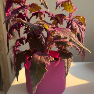 Purple Velvet Plant plant in Somewhere on Earth
