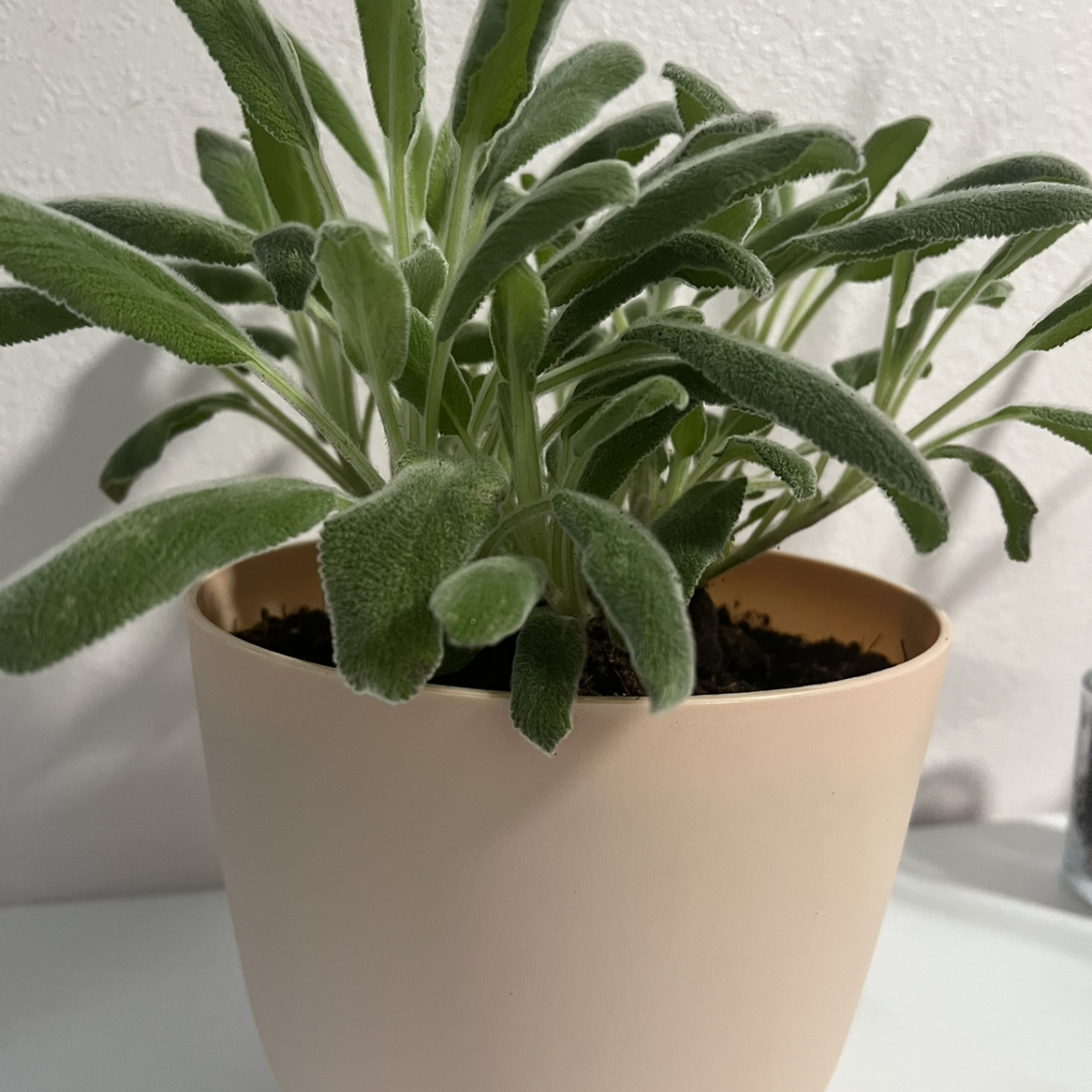 Potted Lamb's Ear plant with soft, fuzzy leaves, appears healthy.