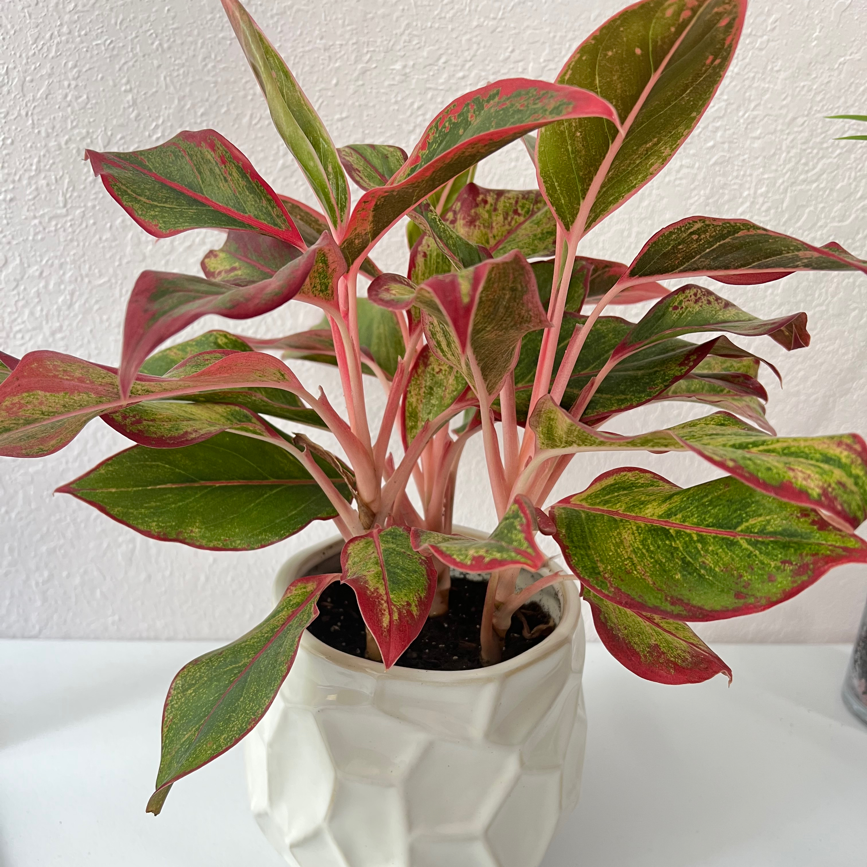 Photo of the plant species Red Siam Aurora Aglaonema by @Mappylikehappy named Roxanne on Greg, the plant care app