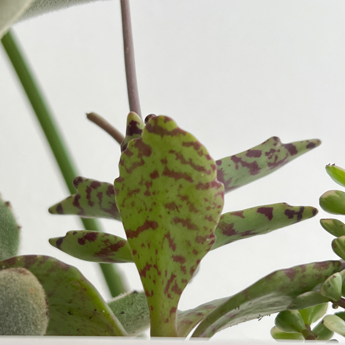 Close-up of a Kalanchoe humilis plant with green and purple patterned leaves.