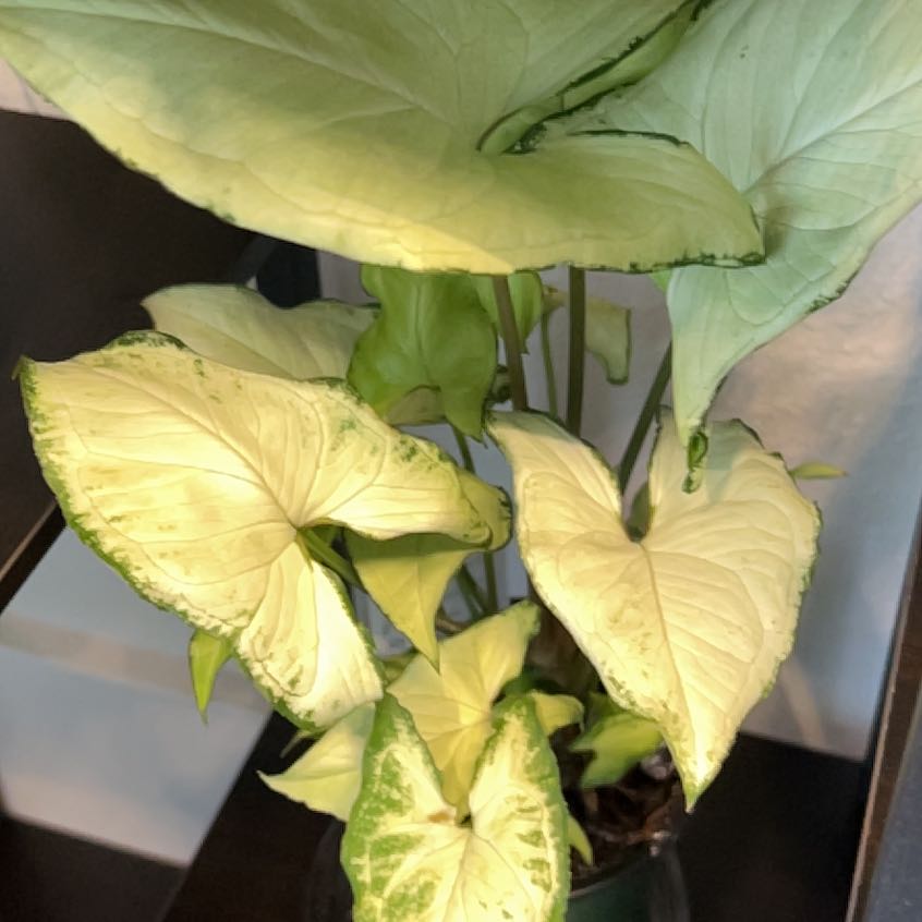 Photo of the plant species Green Nephthytis Plant by @RootedHardpine named Fernie Saunders on Greg, the plant care app
