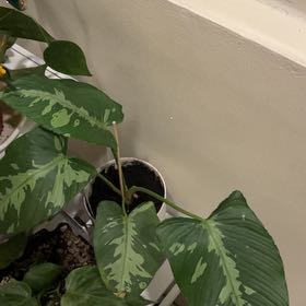 Photo of the plant species Schismatoglottis pusilla by @Gabbi named Maya on Greg, the plant care app