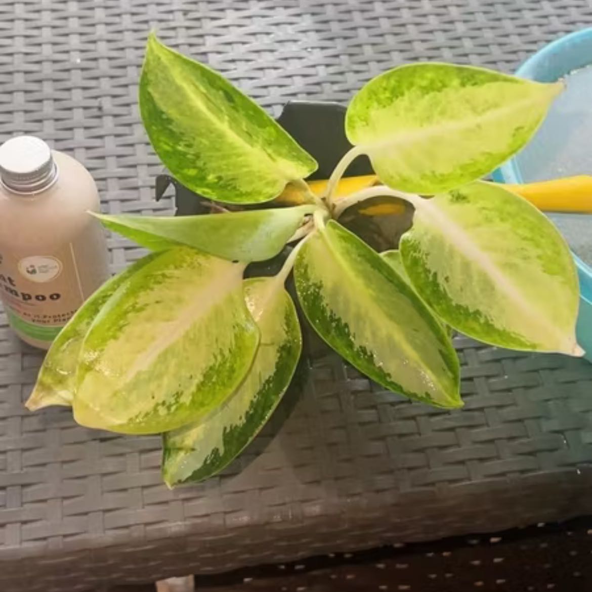 Photo of the plant species Aglaonema 'Green Bowl' by @Gabbi named Sal I on Greg, the plant care app