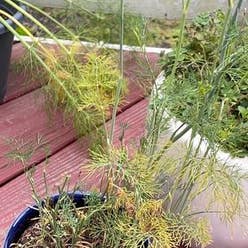 Dill plant