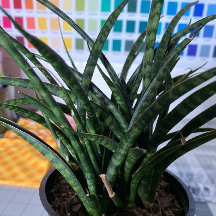 Dracaena 'Mikado' plant in a pot with visible soil, no flowers, healthy green leaves.