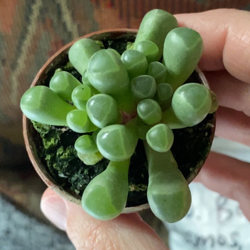 A healthy Baby Toes succulent plant with vibrant green cylindrical leaves held by a hand.