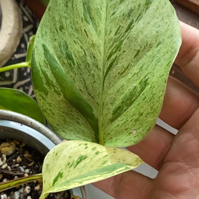 Close-up of a Snow Queen Pothos leaf with variegated green and white patterns, minor yellowing, and visible soil.