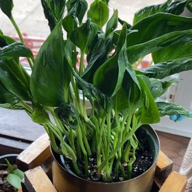 Photo of the plant species Pothos 'Shangri La' by @JW named ChloroPhil on Greg, the plant care app