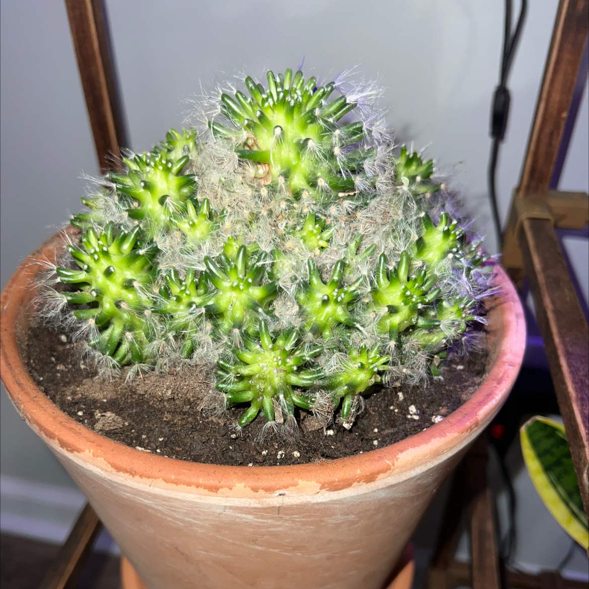 Powder Puff Cactus in a terracotta pot with visible soil and healthy green coloration.