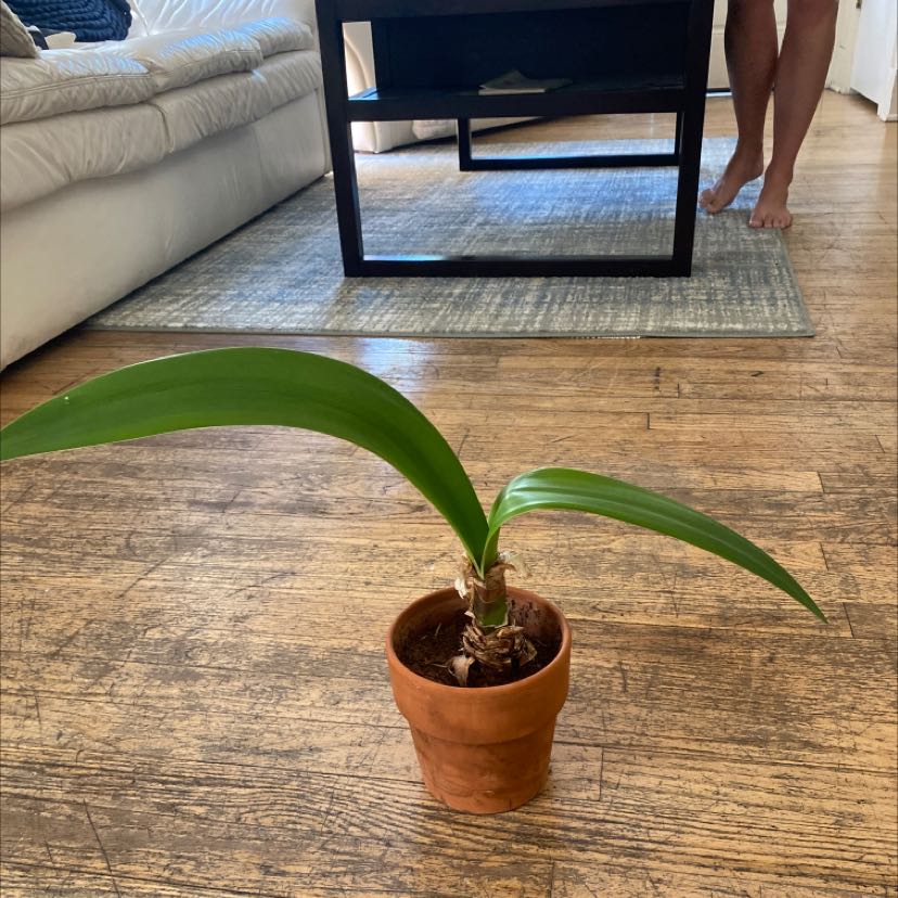 Potted Bush Lily with long green leaves on a wooden floor in an indoor setting.