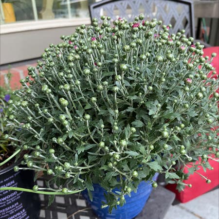 Photo of the plant species Absinth Sagewort by Friedsage named Rosa on Greg, the plant care app