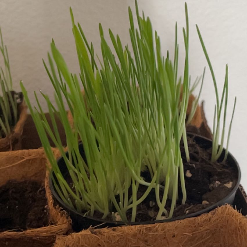 Healthy cat grass plant in a small pot with green, upright leaves.