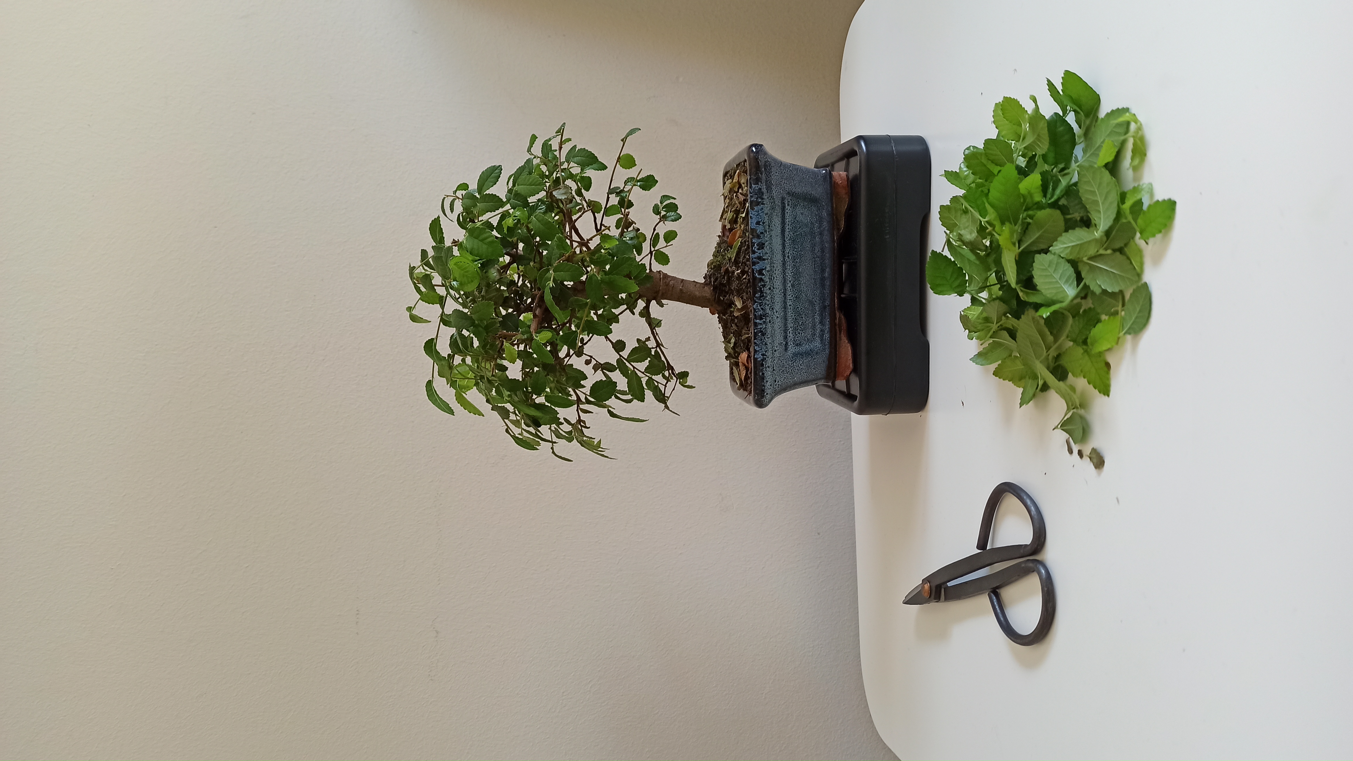 Plant care for Chinese Elm on Greg, the plant care app