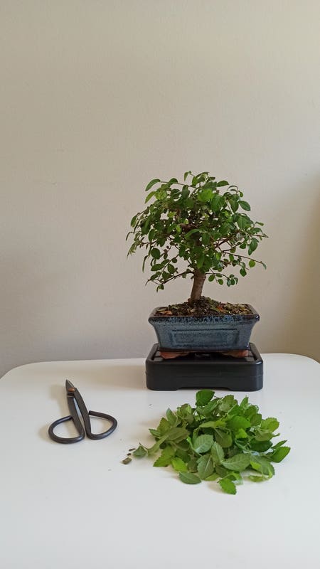 Photo of the plant species Caucasian zelkova by Luckylock named Kova on Greg, the plant care app