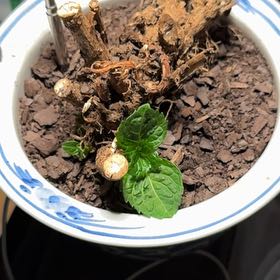 Photo of the plant species Potato by @KeyDateplum named Hamilton on Greg, the plant care app