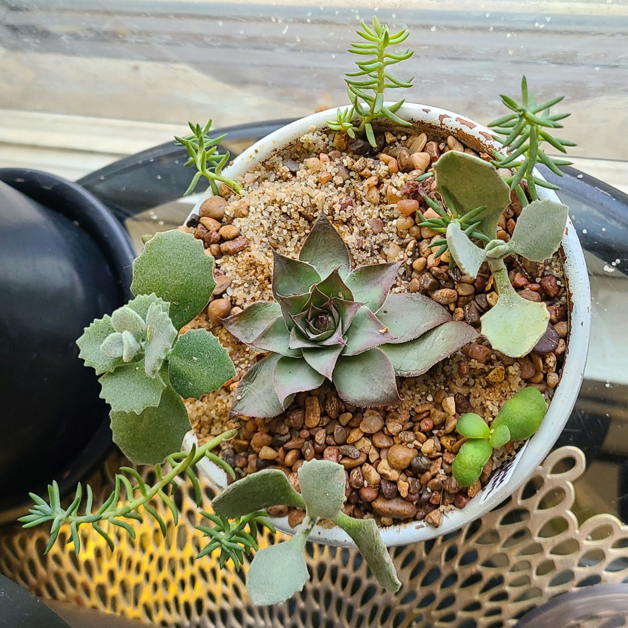 Photo of the plant species Sempervivum heuffelii by @EminentBeech named Semperium Super Semp Onyx on Greg, the plant care app
