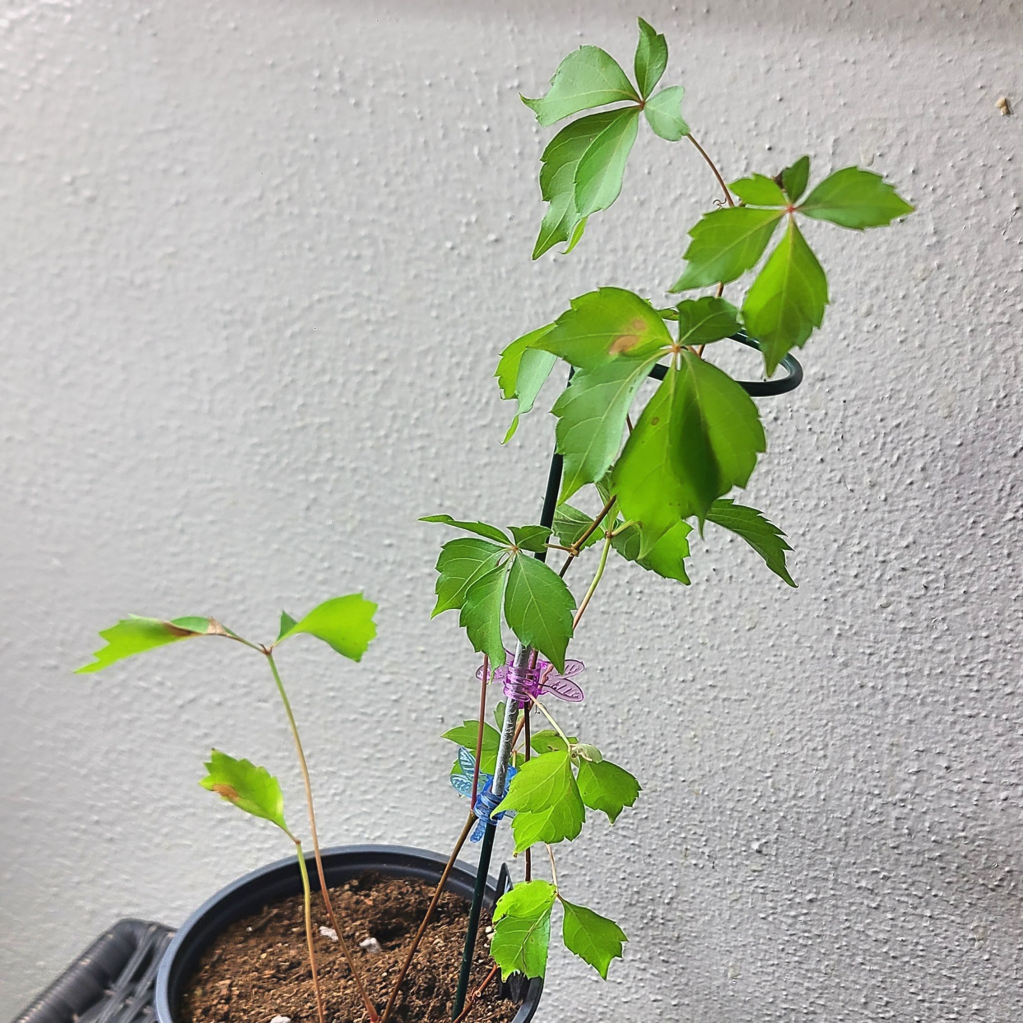 Virginia Creeper plant in a pot with green leaves against a plain background.