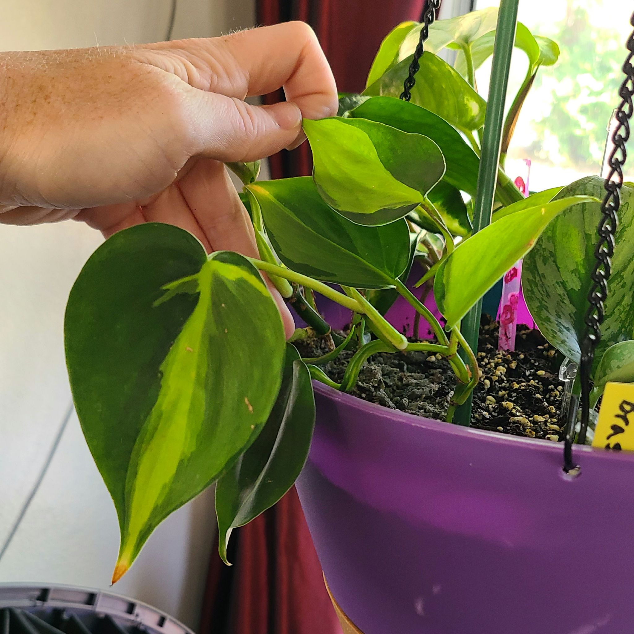 Variegated Philodendron in a purple hanging pot with a hand holding a leaf.