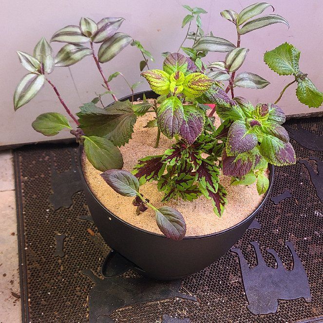 Photo of the plant species River Walk Coleus by @EminentBeech named Dark ⭐️ Coleus on Greg, the plant care app