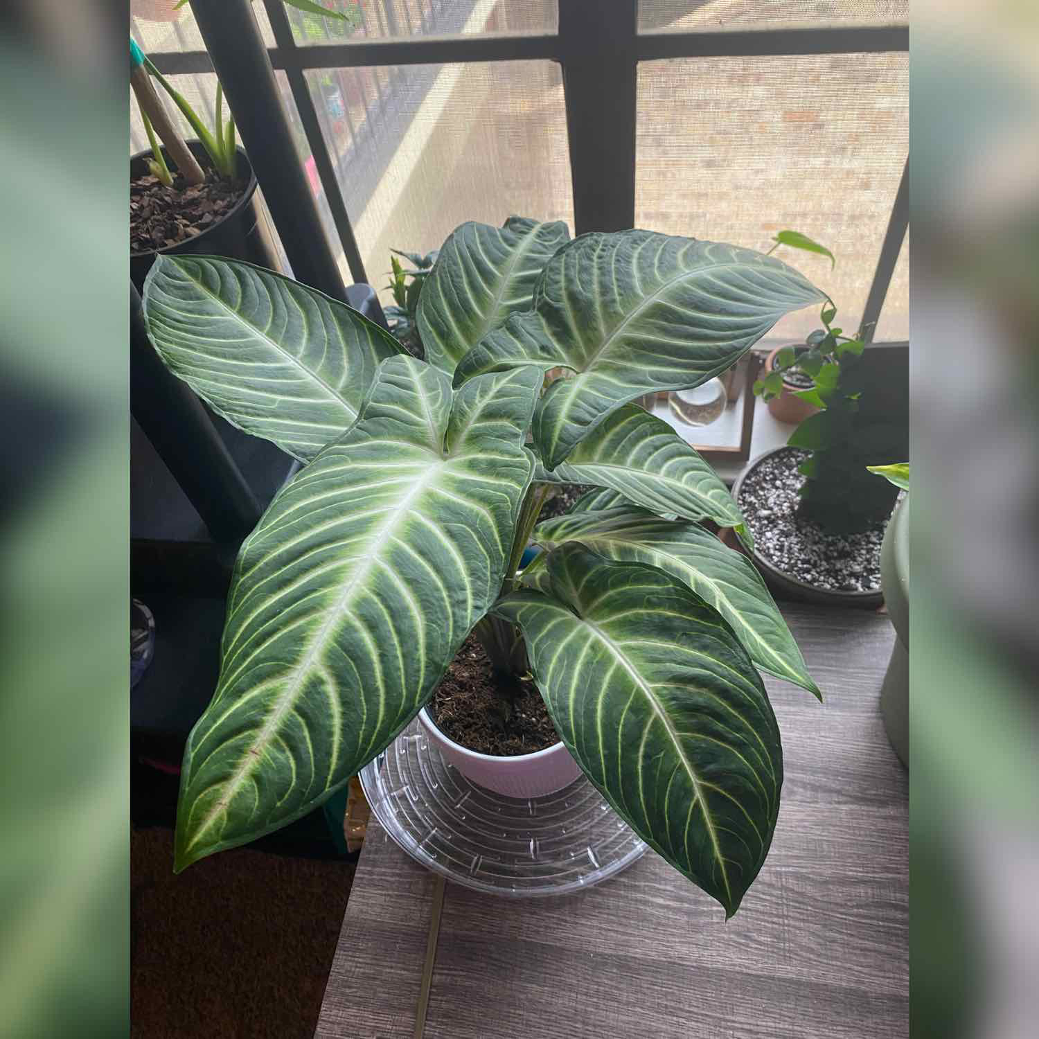 Caladium lindenii 'Magnificum' plant with vibrant green leaves and white veins near a window.