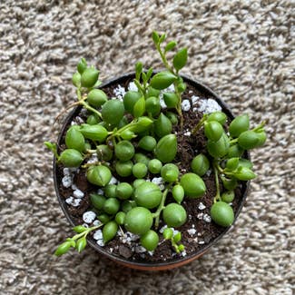 String of Pearls plant in Fort Worth, Texas
