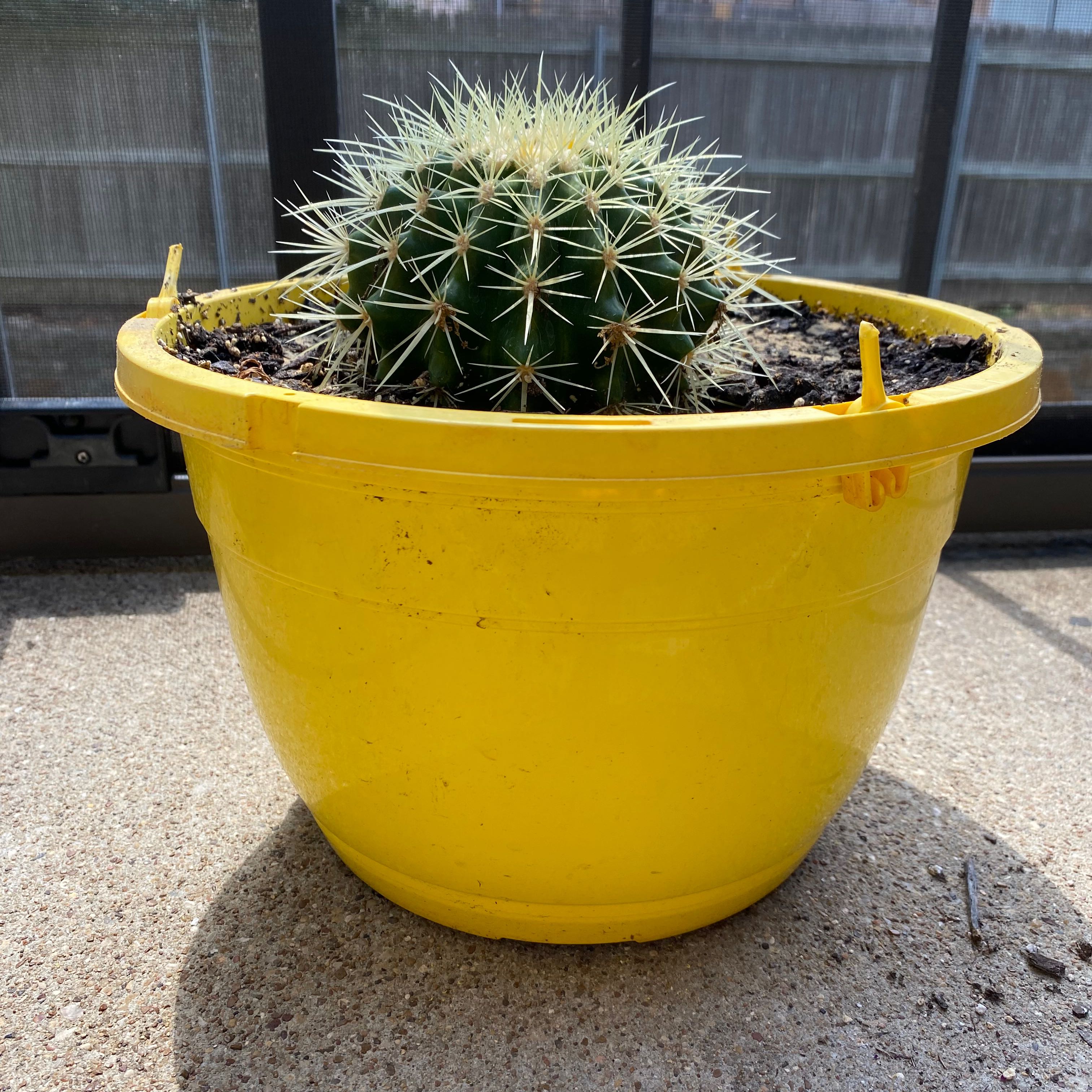 Photo of the plant species Golden Barrel Cactus by @LeighannM named Barrel Boy on Greg, the plant care app
