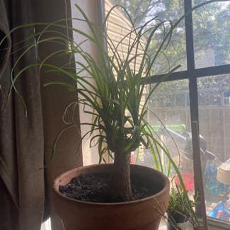 Ponytail Palm plant in Fort Worth, Texas