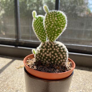 Bunny Ears Cactus plant in Fort Worth, Texas