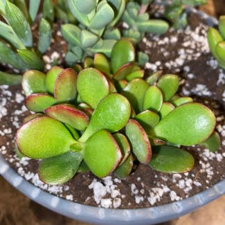 Jade plant in Fort Worth, Texas