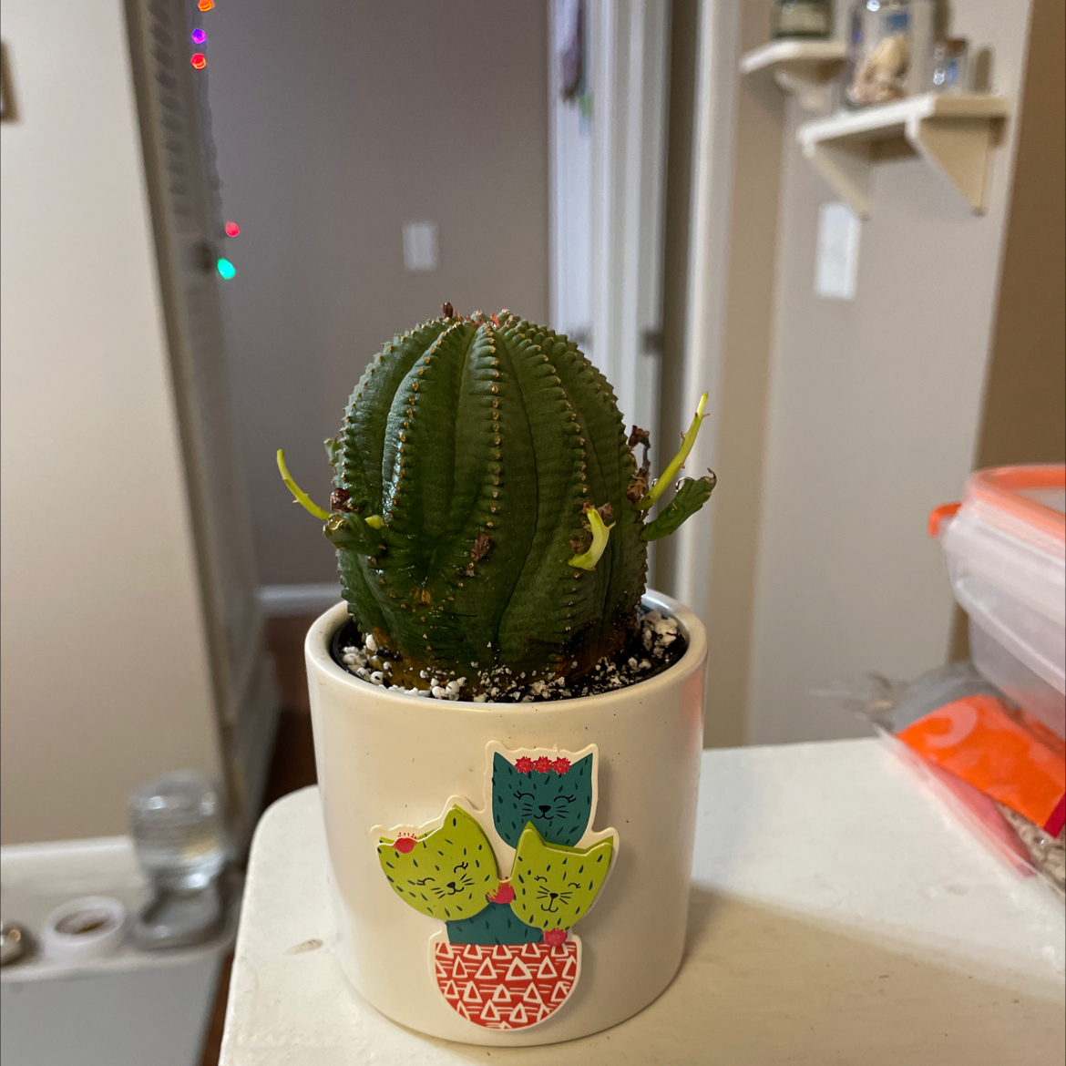 Baseball Plant (Euphorbia obesa) in a small decorative pot, indoor setting.