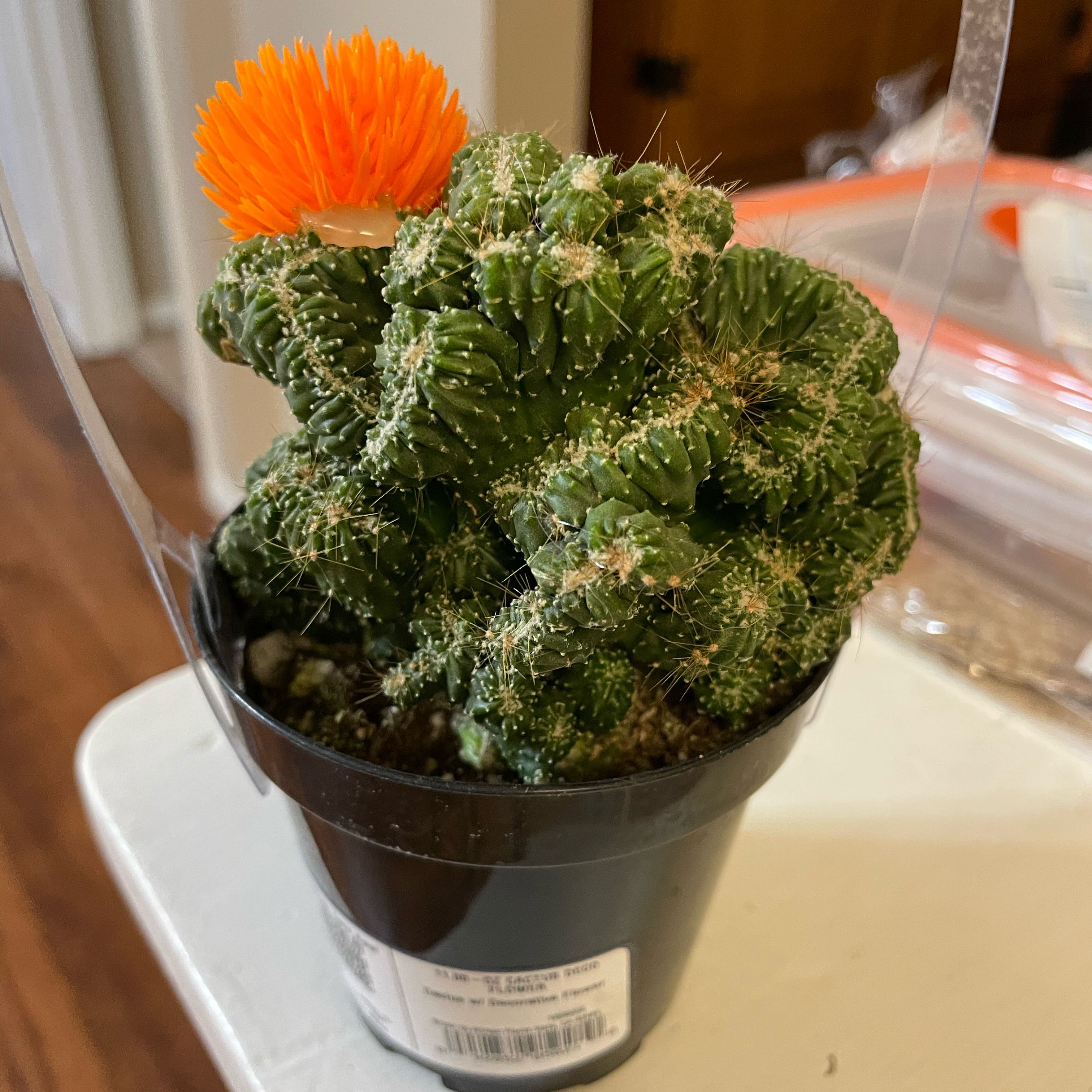 Photo of the plant species Caterpillar Cactus by @DesirableIvy named Garbanzo on Greg, the plant care app