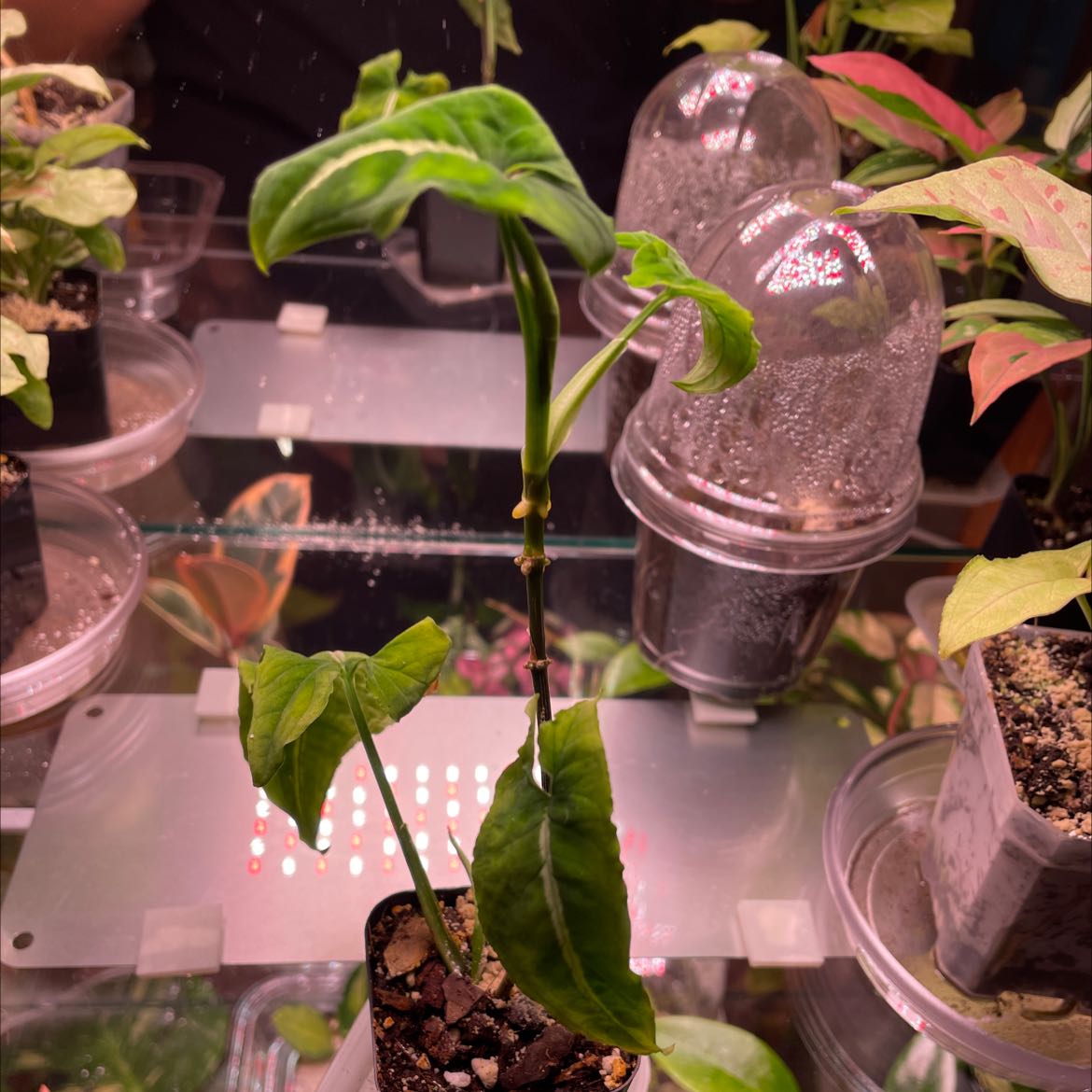 Syngonium wendlandii plant in a small pot with visible soil, surrounded by other plants.