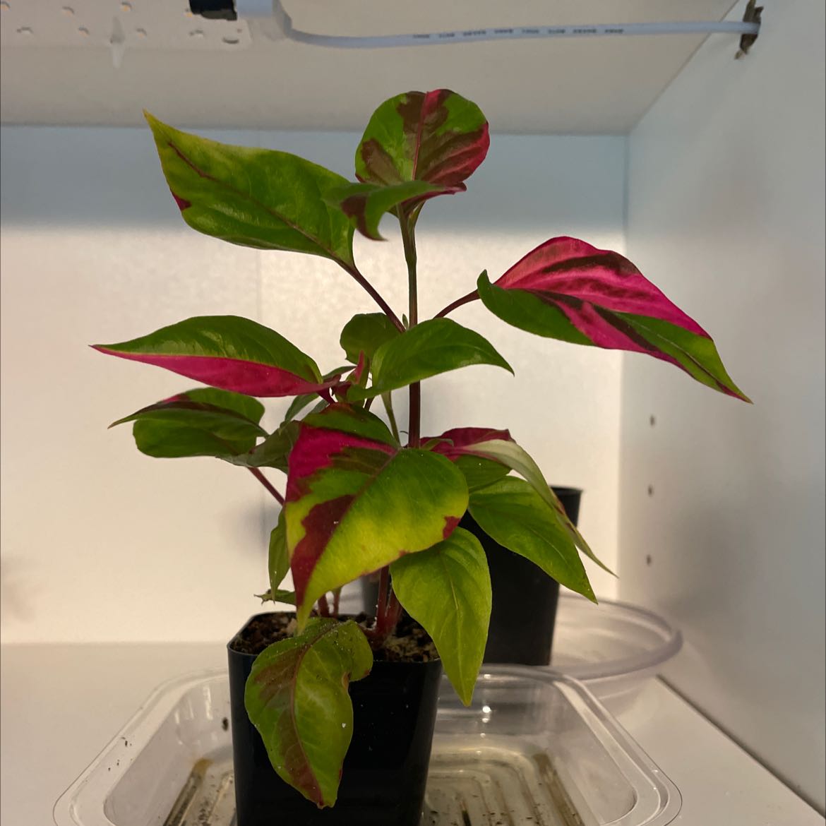 Party Time Alternanthera plant with vibrant green and pink leaves in a black pot.