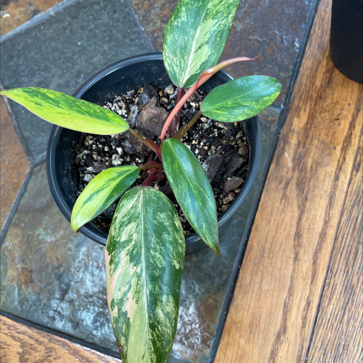 Potted Strawberry Shake Philodendron with variegated leaves and visible soil.