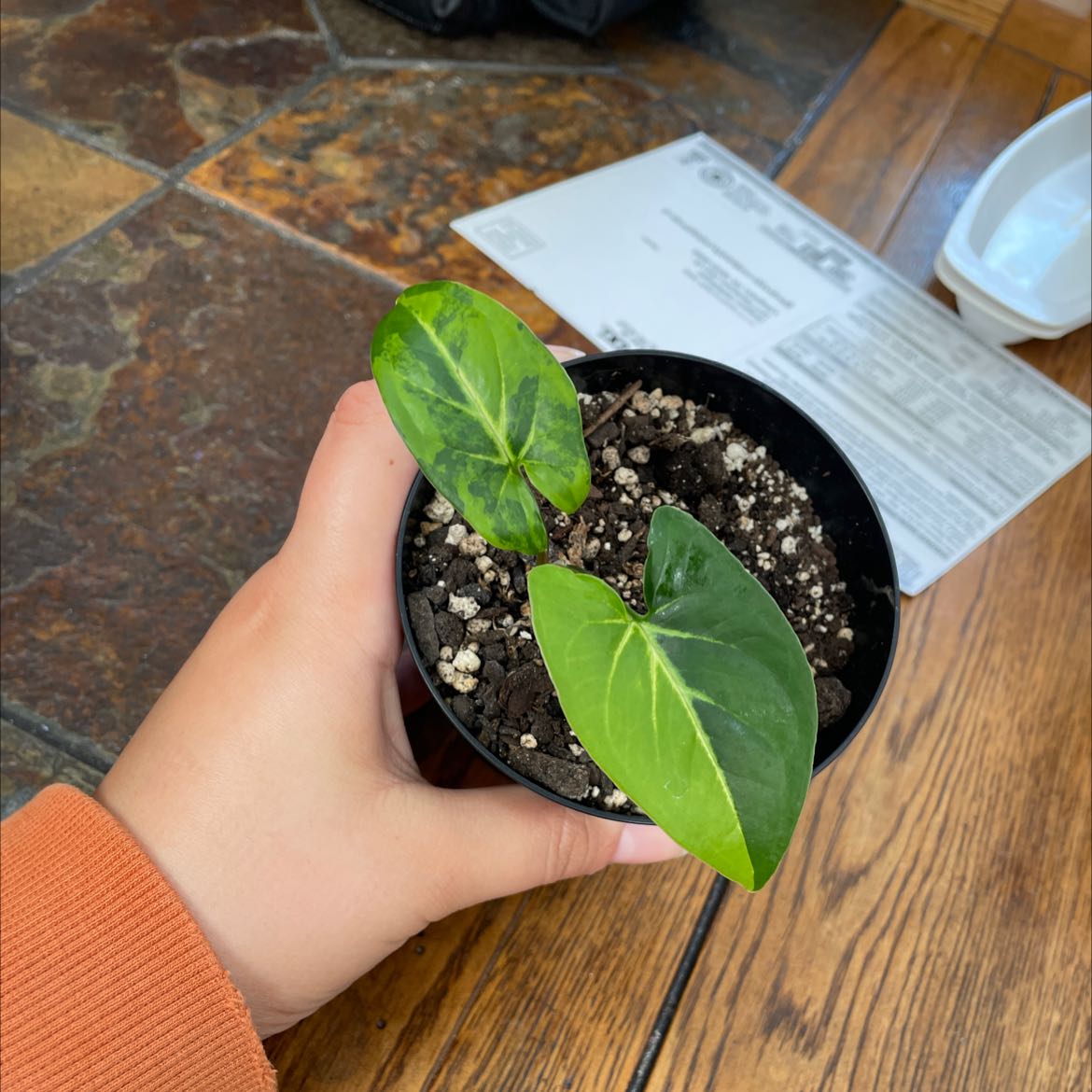 A healthy Syngonium aurea plant in a small pot, held by a hand.