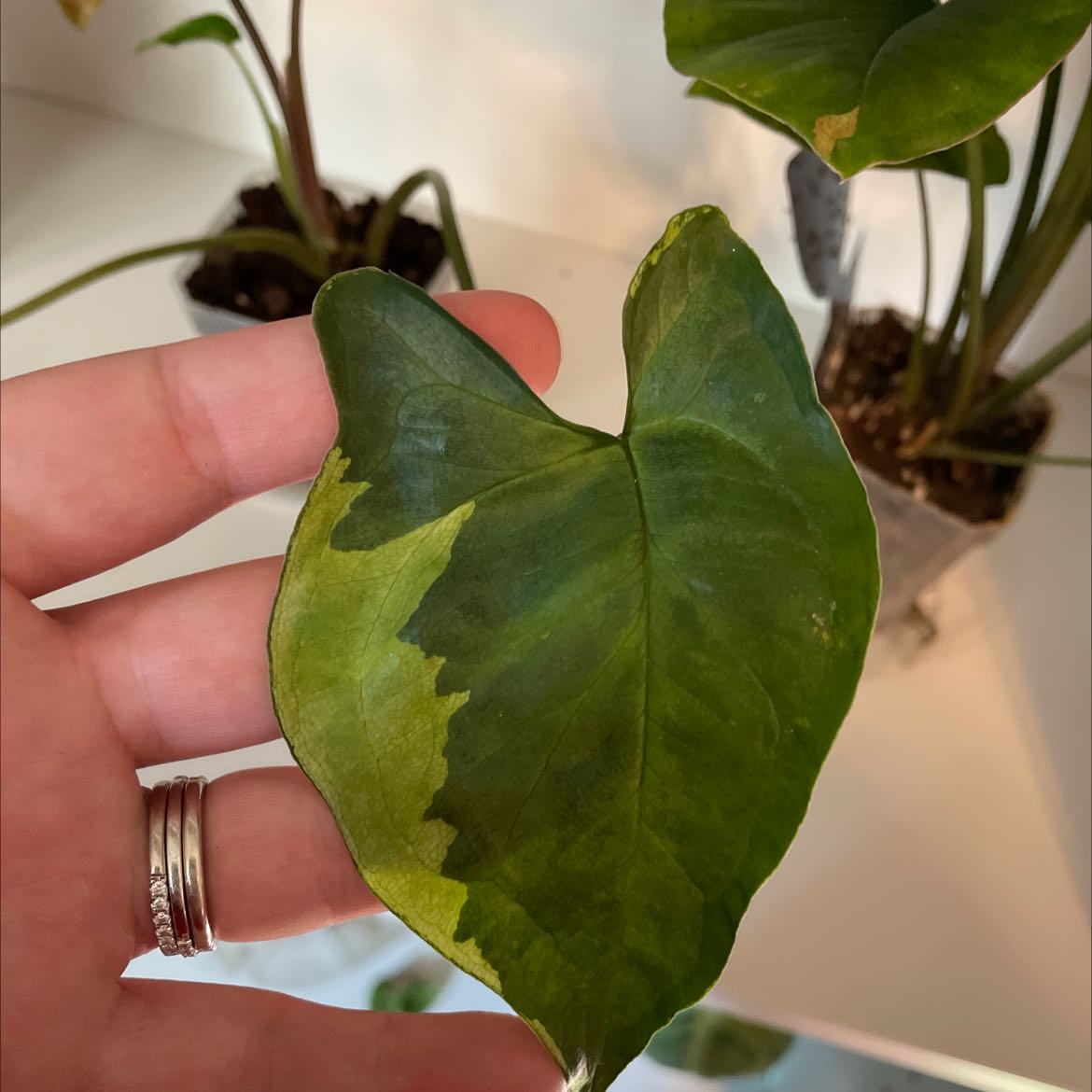 A hand holding a leaf of a Three Kings Syngonium plant with distinct variegation.