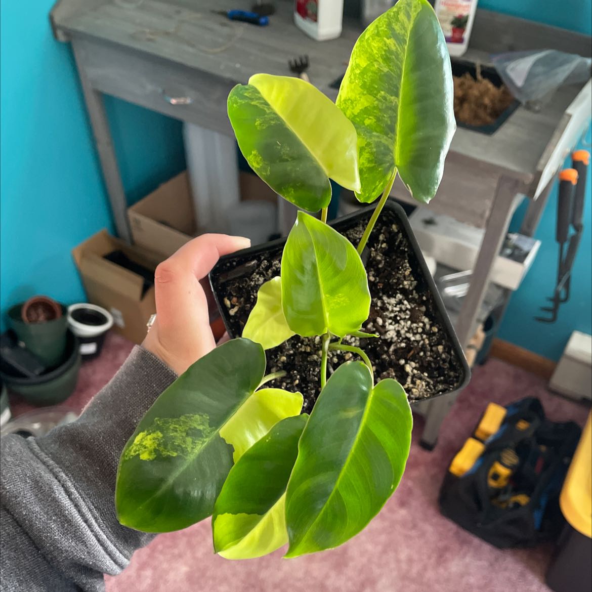 Burle Marx Variegata plant with variegated leaves held by a hand.