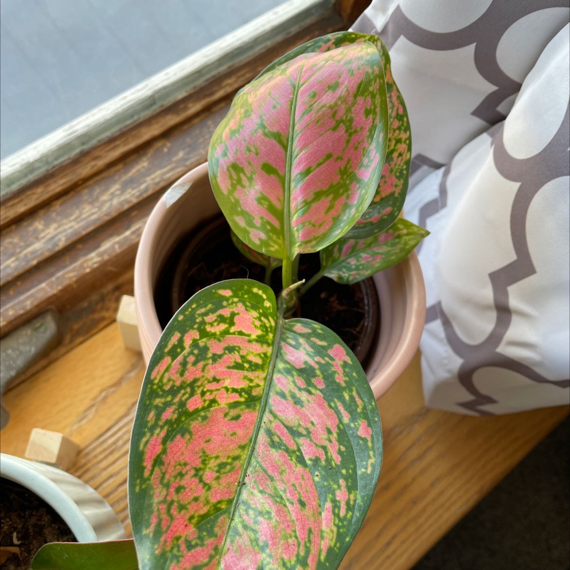 Aglaonema 'Red Valentine' plant with pink and green variegated leaves in a pot.