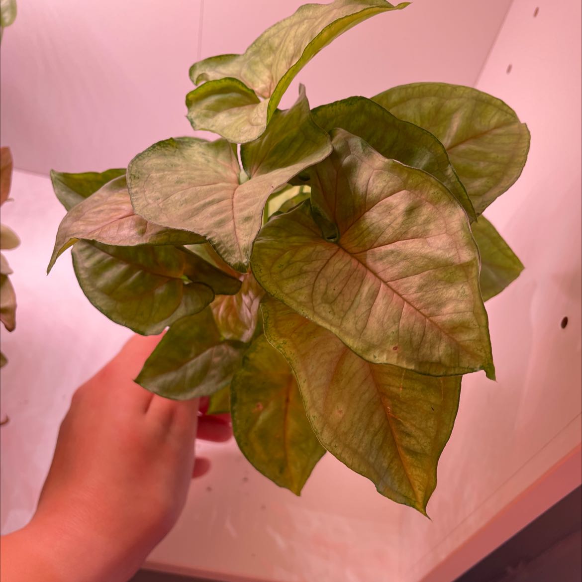 Syngonium 'Berry' plant with slight leaf discoloration, held by a hand.