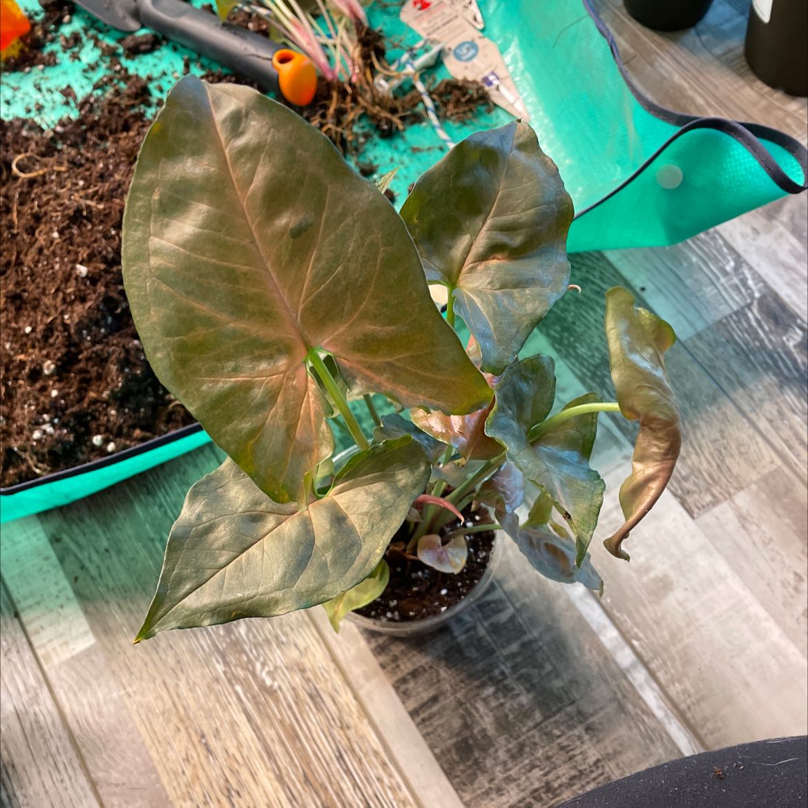 Syngonium 'Maria Allusion' plant in a small pot with gardening tools and soil in the background.