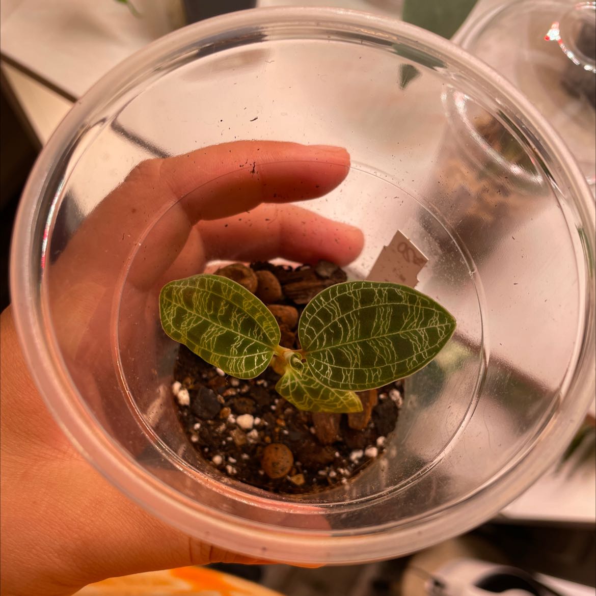 Lightning Bolt Jewel Orchid in a clear plastic container with visible soil and distinctive veined leaves.