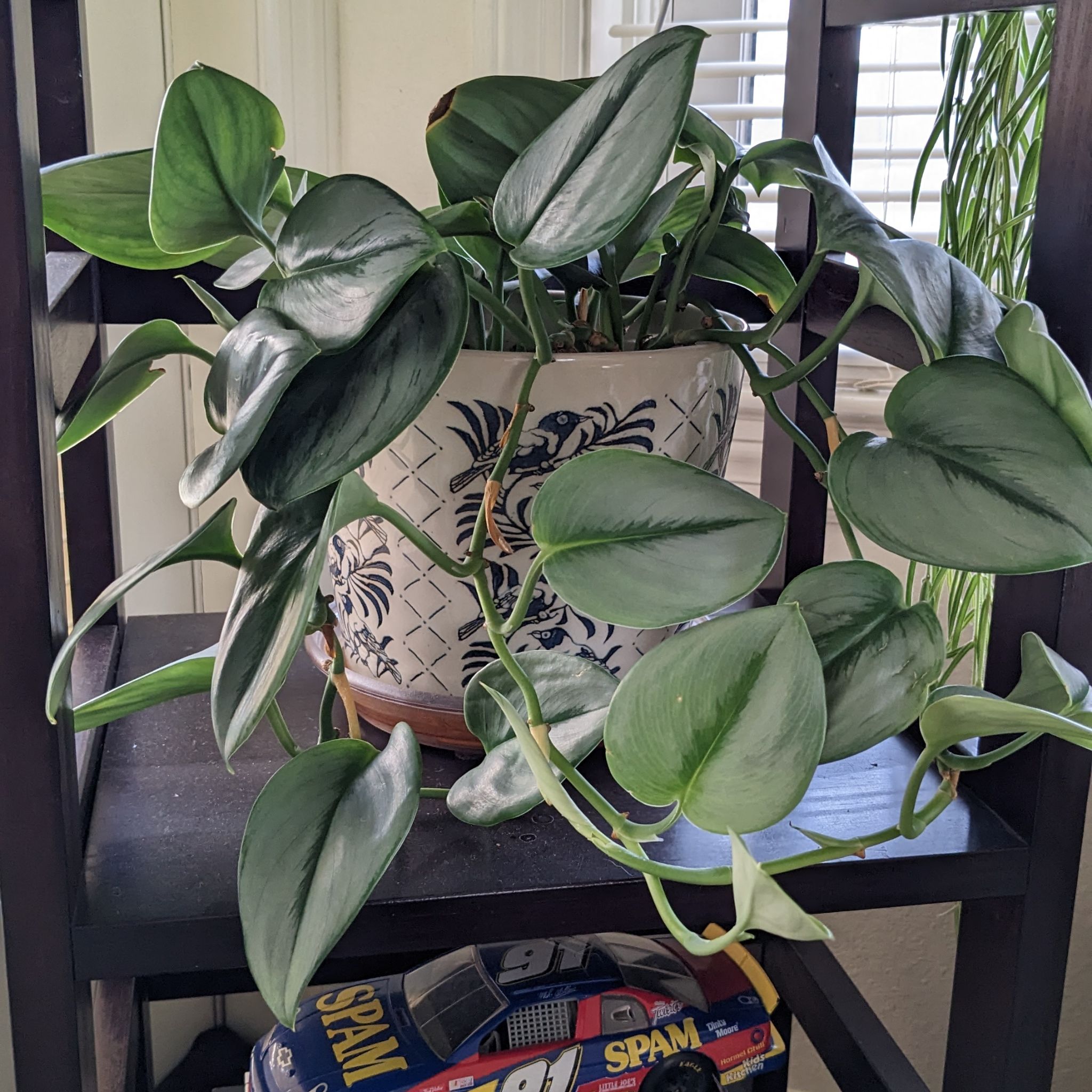 Scindapsus treubii 'Moonlight' plant in a decorative pot on a shelf, healthy green leaves.
