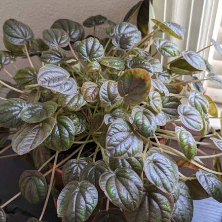 Photo of the plant species Peperomia 'Peppermill' by @FinlayQuinn83 named Komburu on Greg, the plant care app