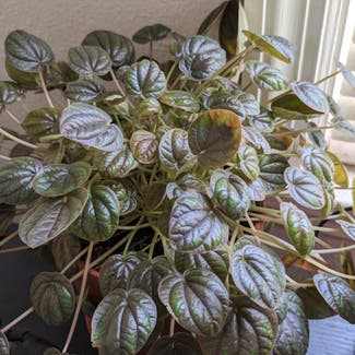 Peperomia 'Peppermill' plant in Somewhere on Earth