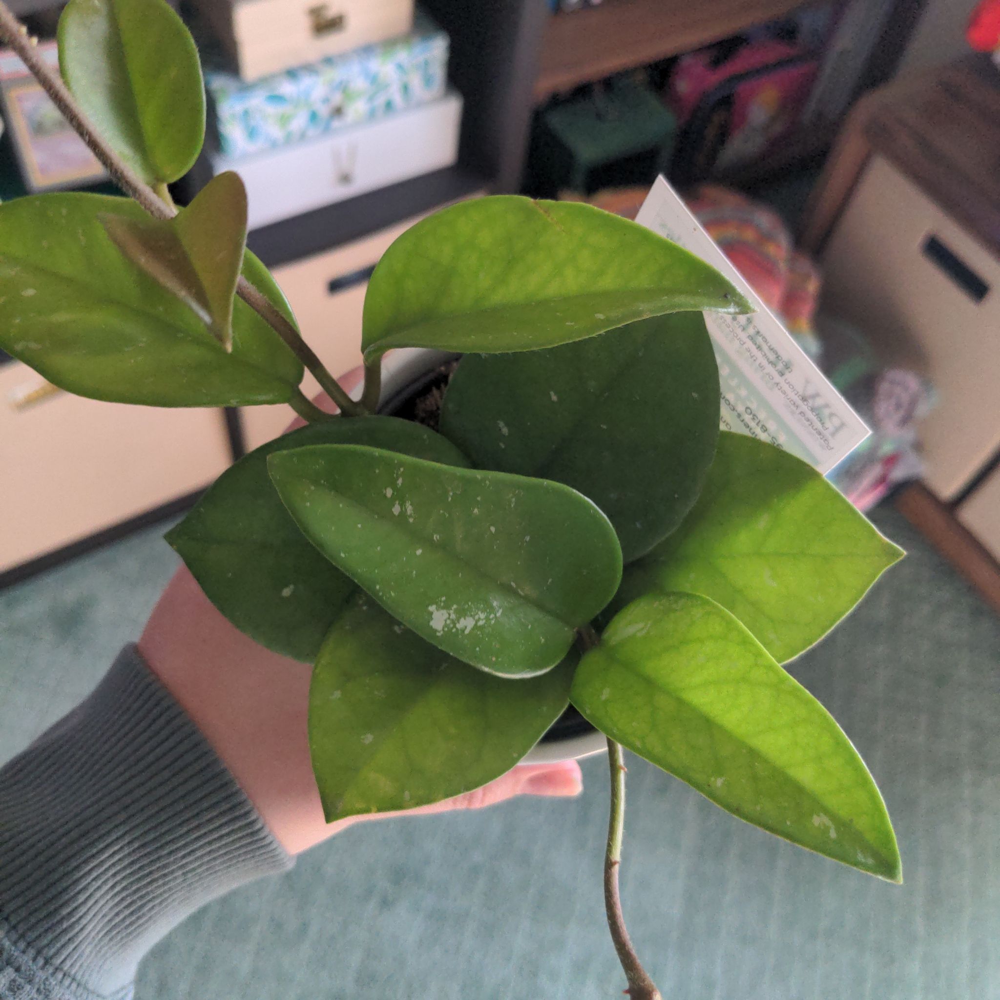 Photo of the plant species Carnosa Freckles Splash by @FinlayQuinn83 named Freckles on Greg, the plant care app
