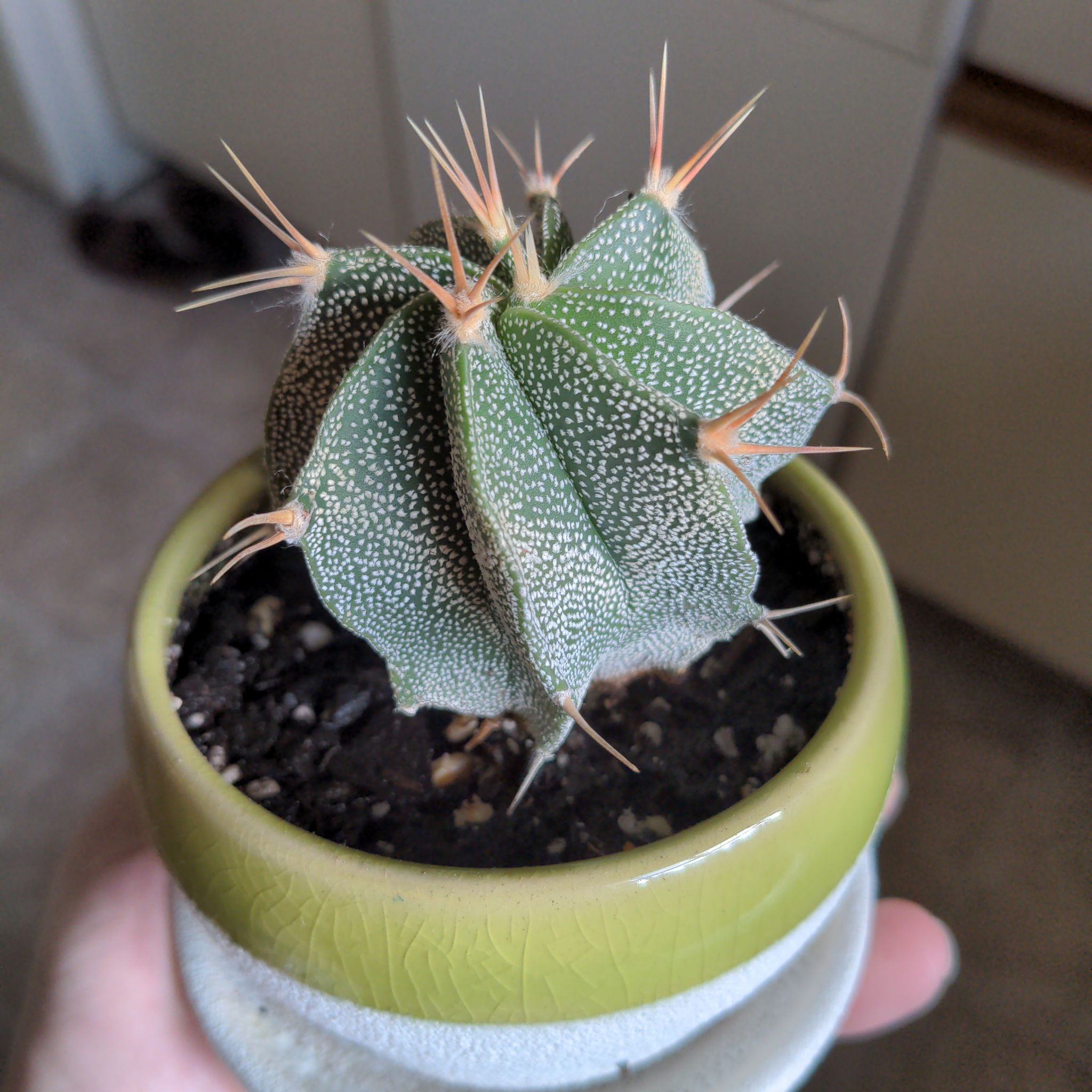 Photo of the plant species Star Plant by @FinlayQuinn83 named Discover on Greg, the plant care app