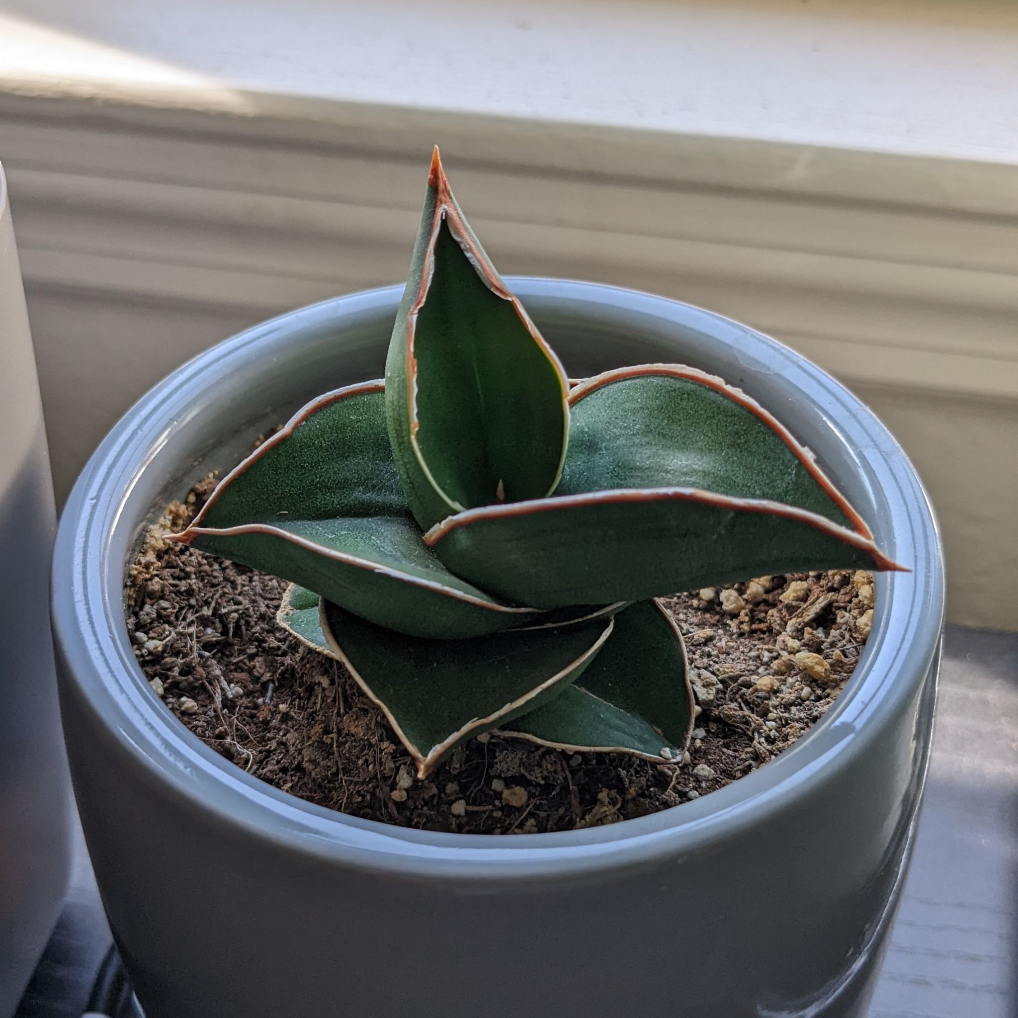 Samurai Dwarf Snake Plant in a pot with visible soil, healthy green leaves with red edges.