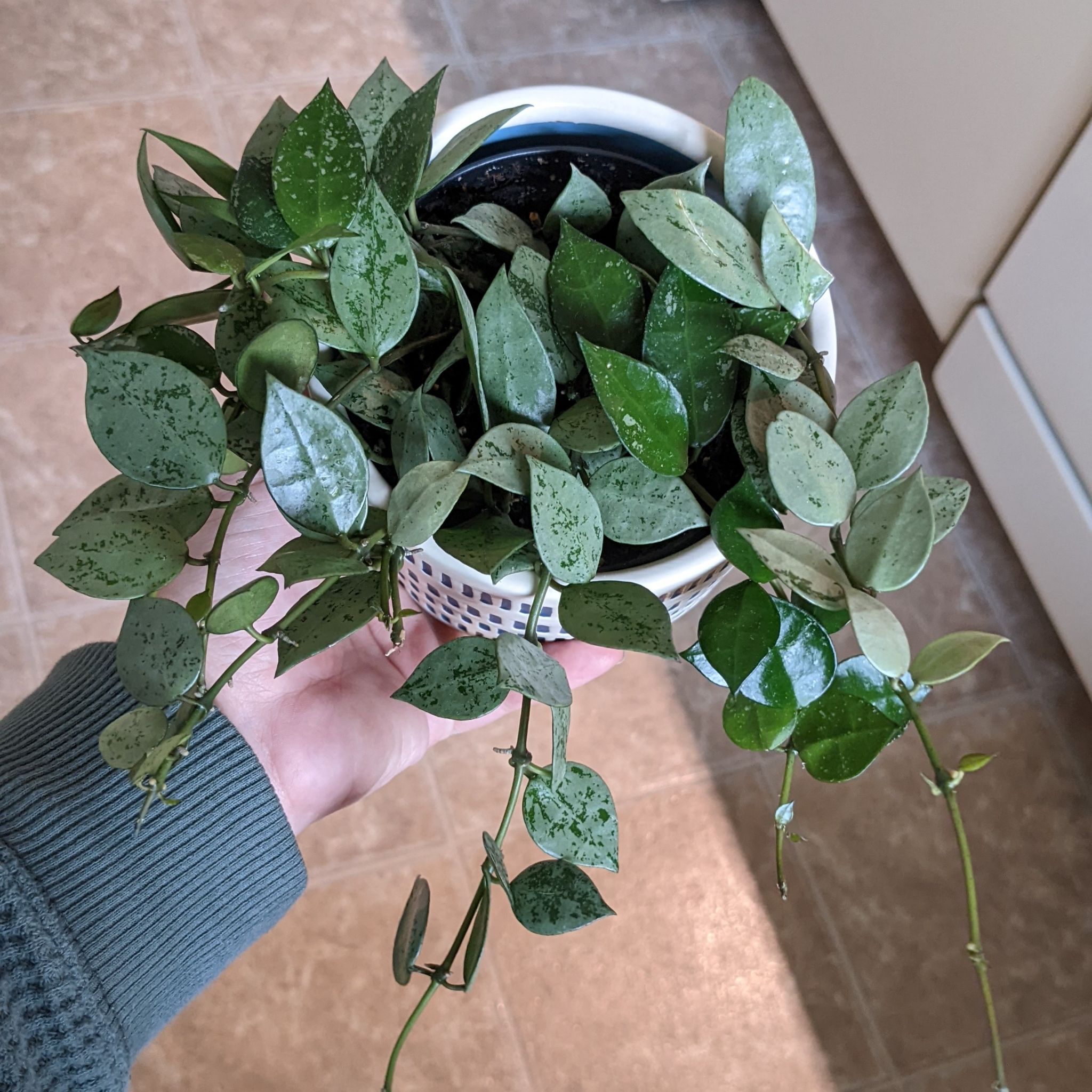 Potted Super Silver Hoyaa Krohniana plant with speckled green leaves, held by a hand.
