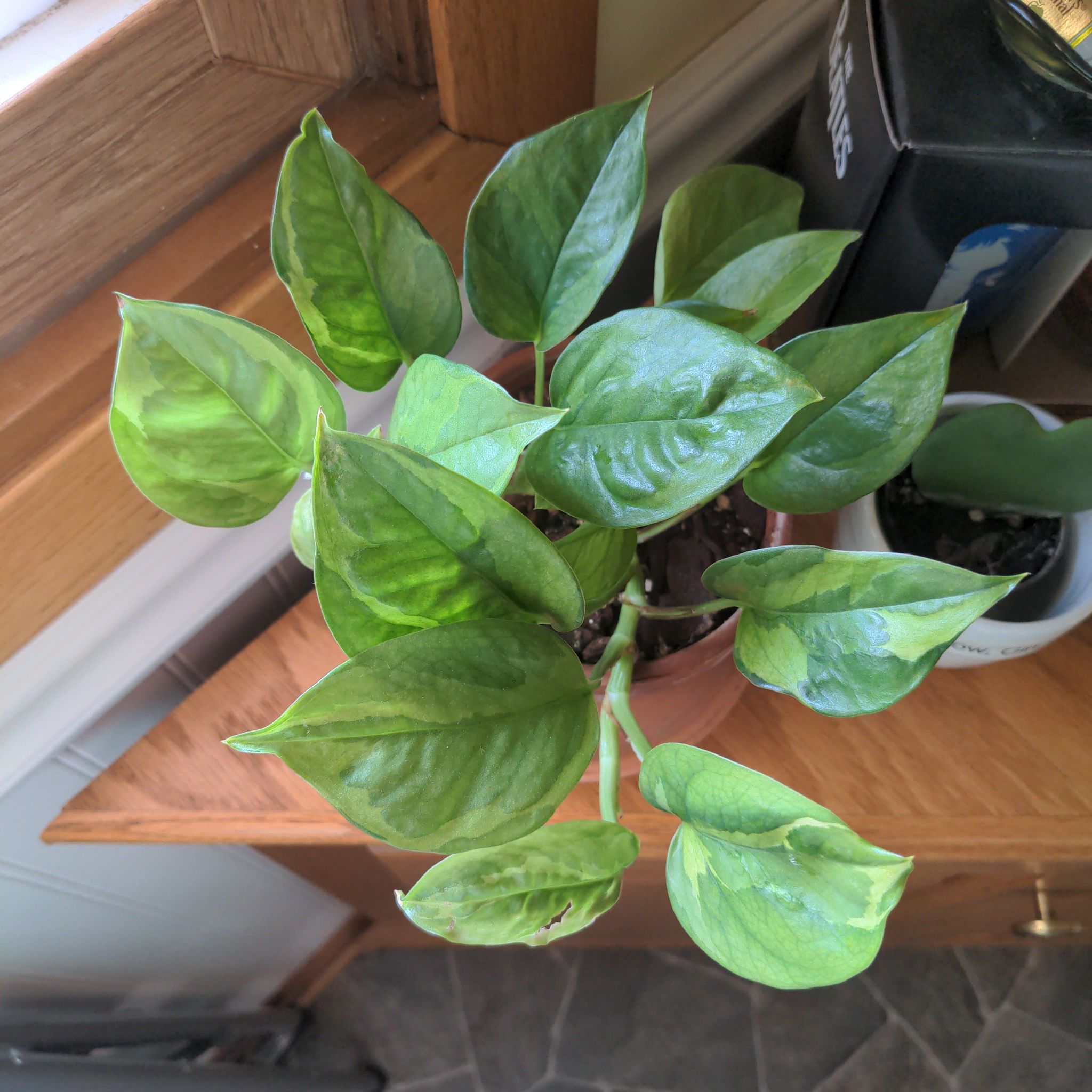 Lemon Meringue Pothos plant with vibrant green leaves in a pot, partially visible soil.