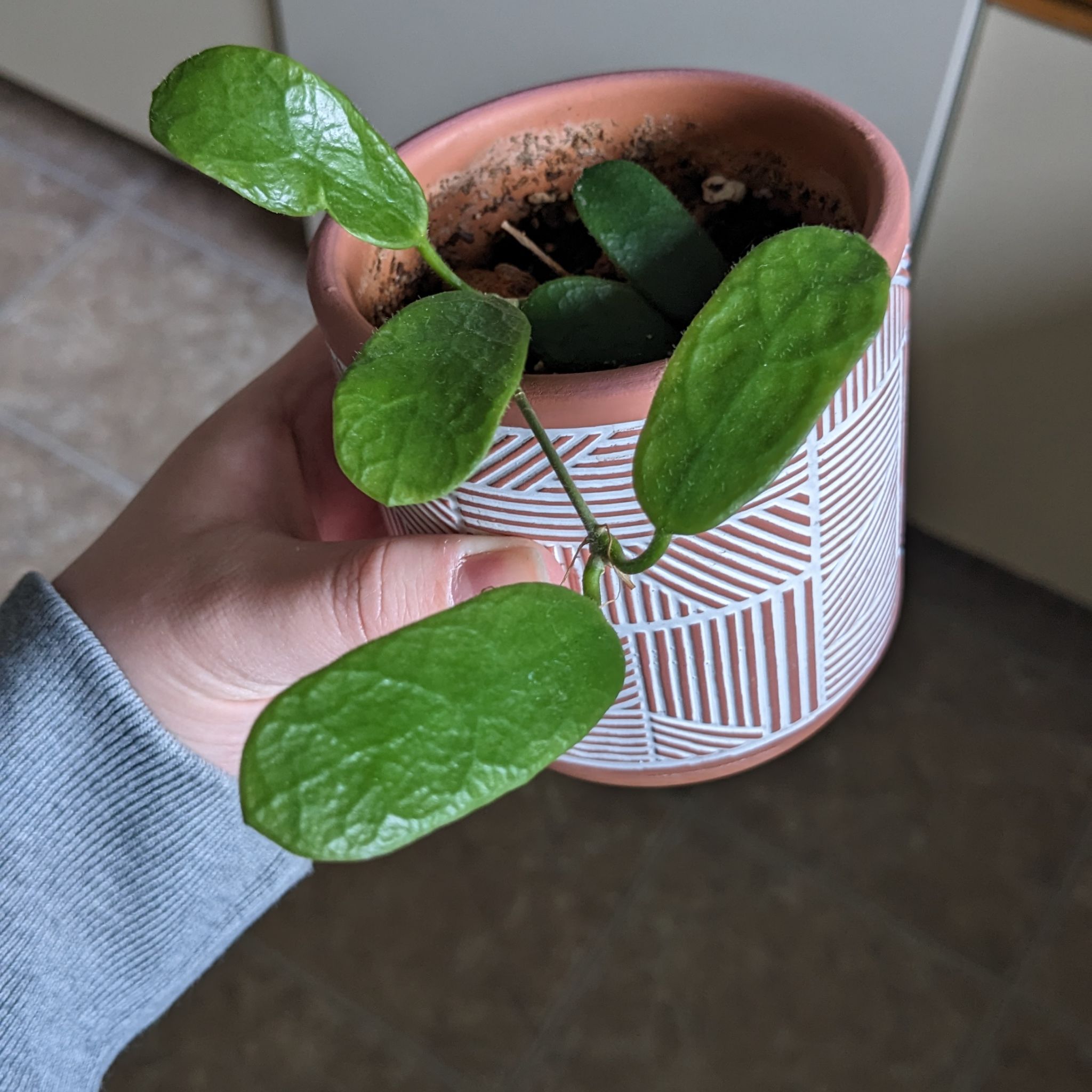 A healthy Hoya rotundiflora plant in a decorative pot, held by a hand.